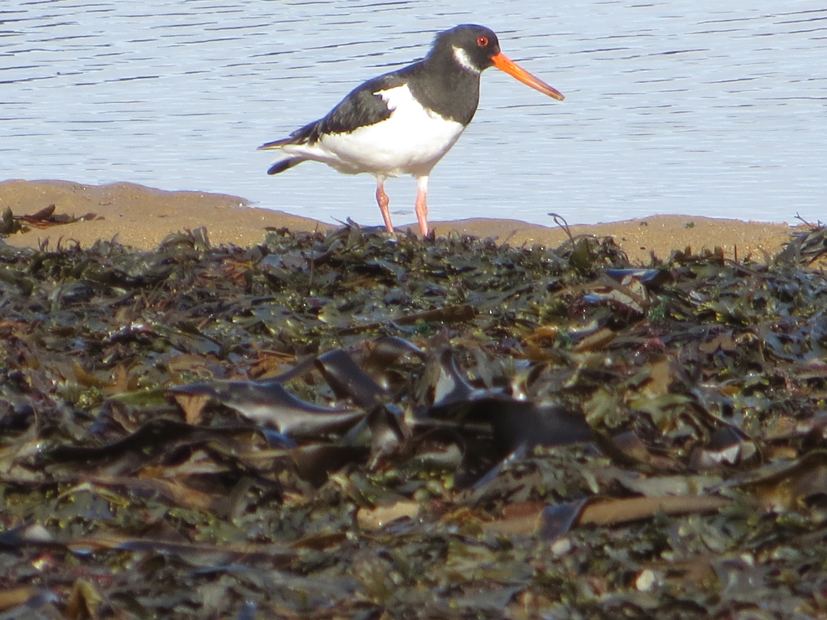 oyster catcher
